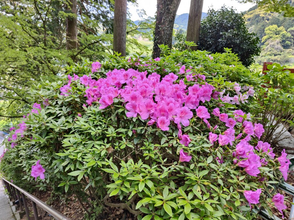 大興善寺　つつじ　ピンク