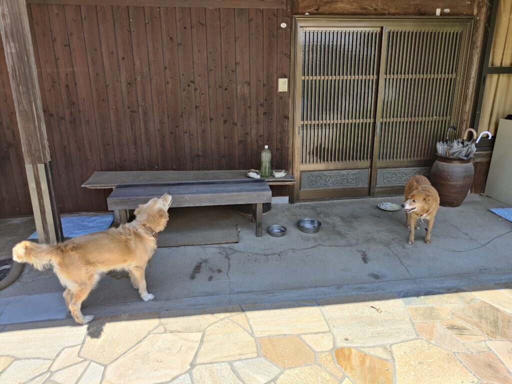 古民家の前に2匹の茶色い犬