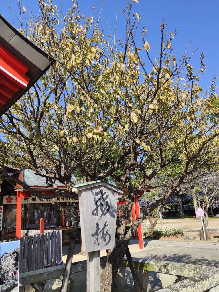 水田天満宮の飛梅