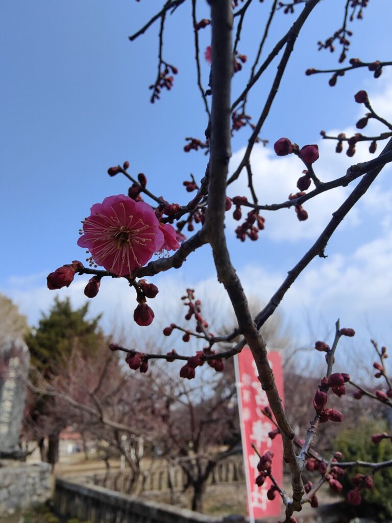 宮ノ陣神社の紅梅