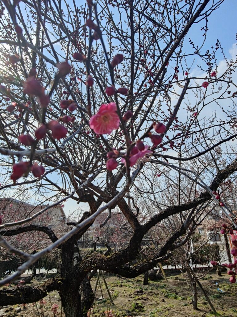 宮ノ陣神社の紅梅