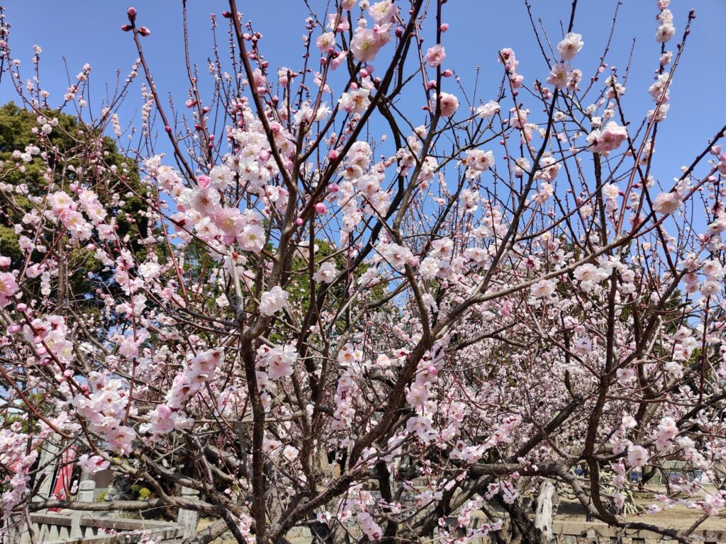 宮ノ陣神社の将軍梅