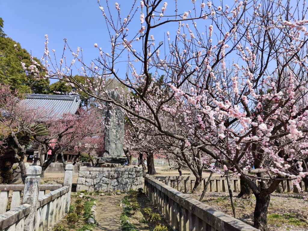 宮ノ陣神社の将軍梅と石碑