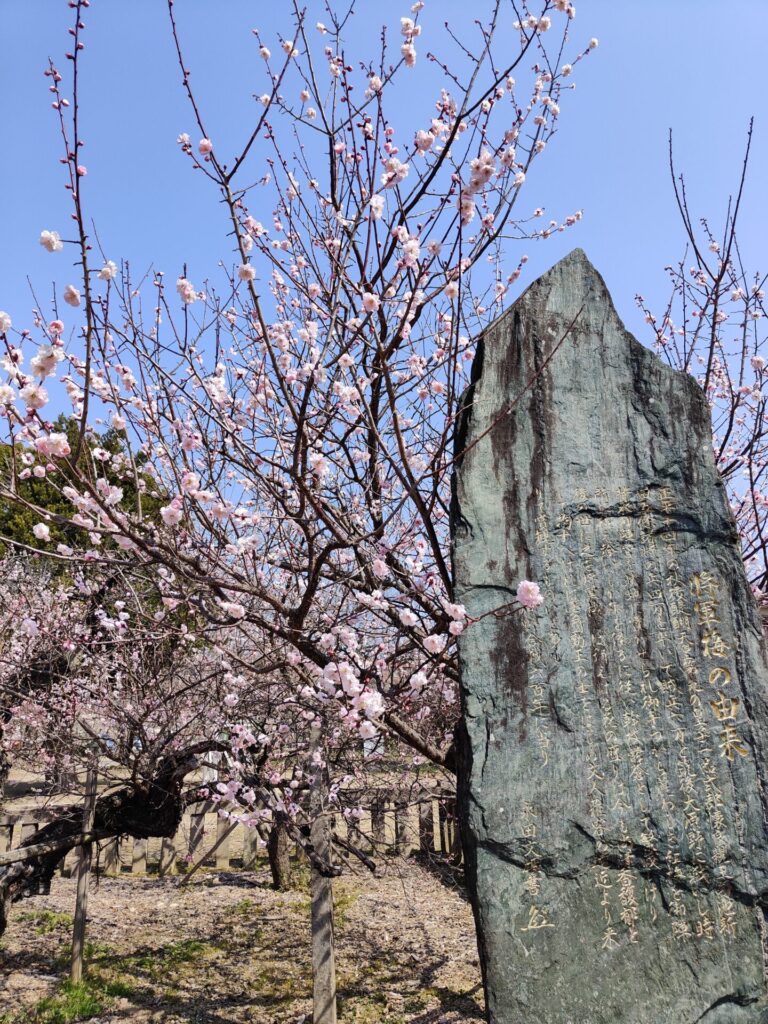 宮ノ陣神社の将軍梅と石碑